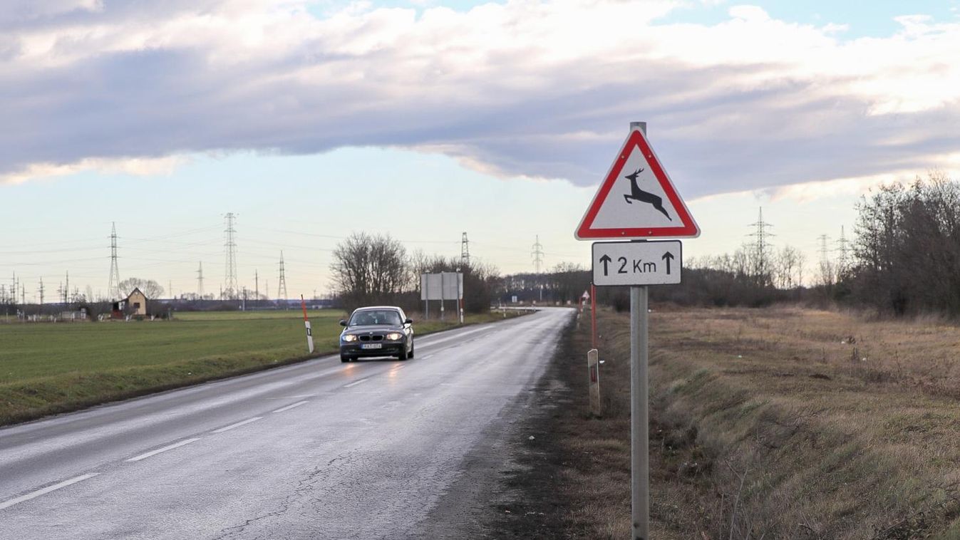 Az út közepén hagyott vadállattetem rendkívül balesetveszélyes