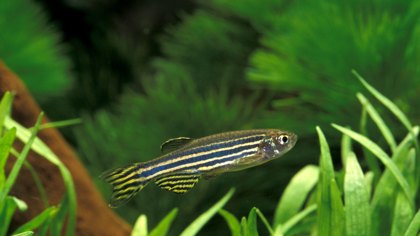 A zebrahal csak zebrahalakkal tudja