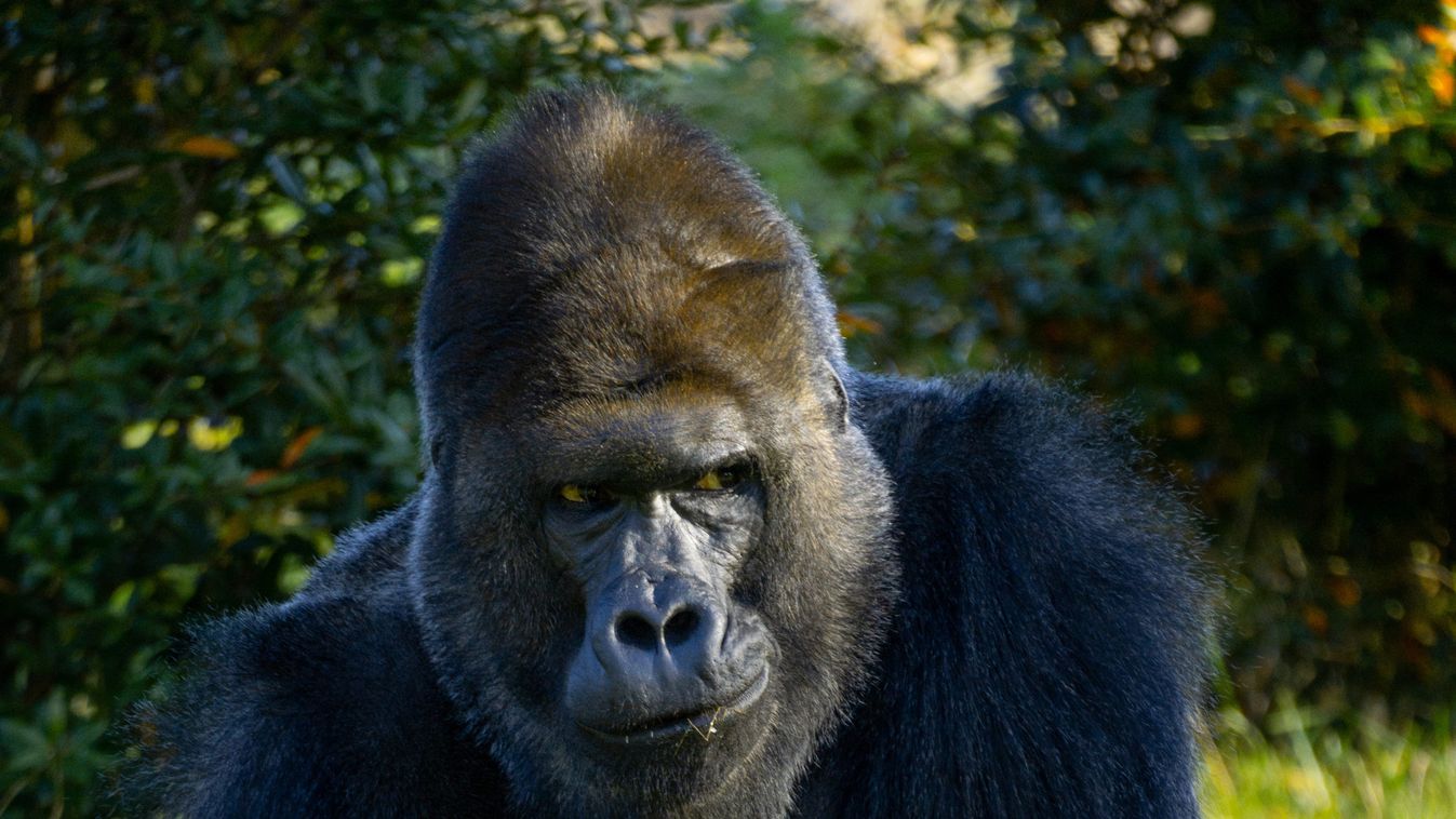 Koronavírusos a prágai állatkert egyik gorillája és két oroszlánja