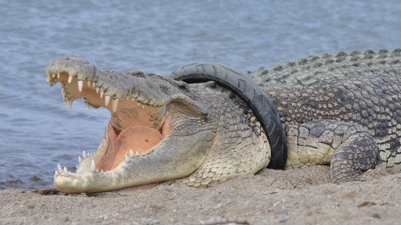 Évek óta él gumiabronccsal a nyakán egy krokodil