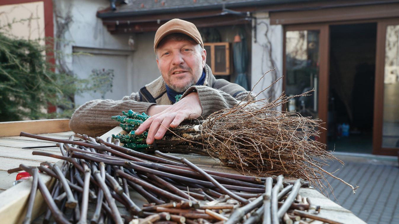 Zsolnai Balázs kertészmérnök oltványok termesztésével foglalkozik