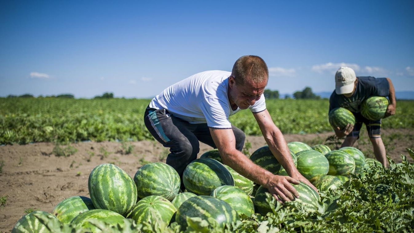 Összefogtak, hogy jobban fogyjon a magyar dinnye