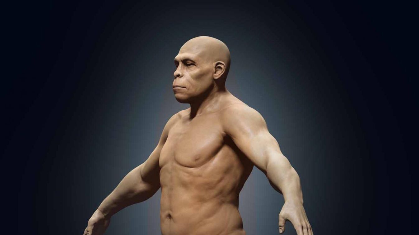 A lustaság okozta a Homo erectus vesztét