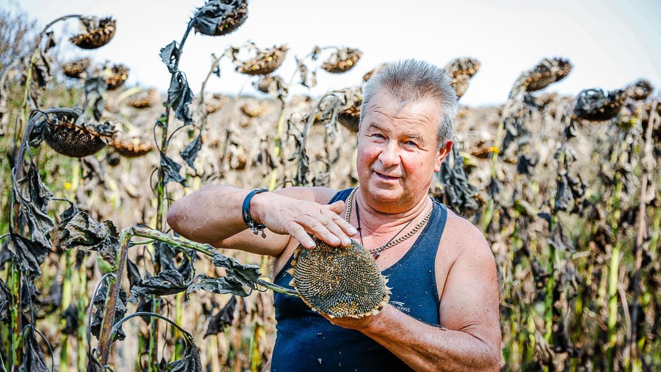 Nem tett jót a szárazság a vasi napraforgónak