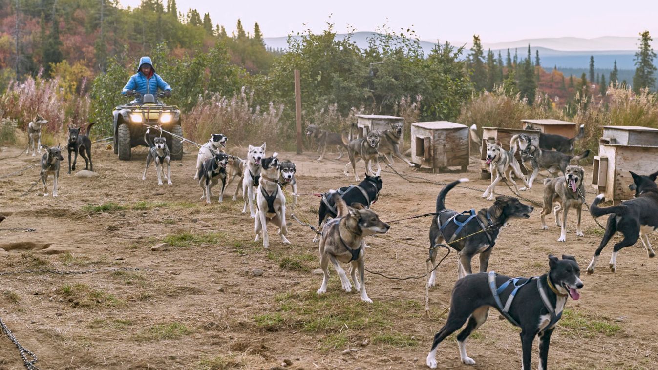 Új helyszínről indul és rövidebb távú lesz az idei Iditarod kutyaszánverseny