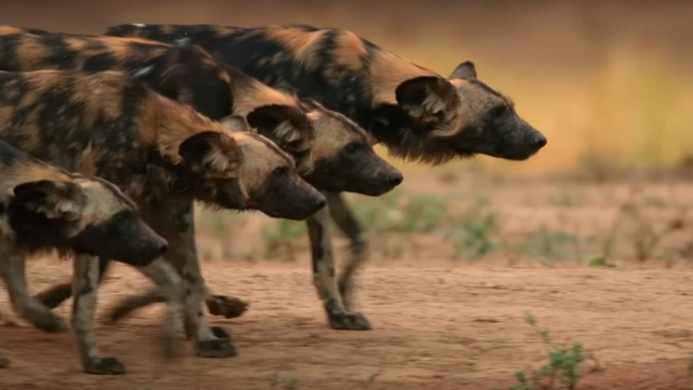Nézzen bele David Attenborough új sorozatába!