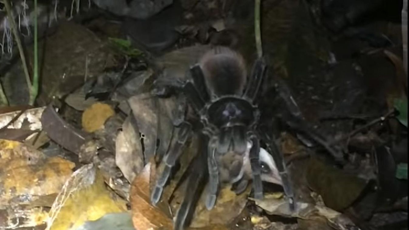 Oposszumot fogott egy tányérnyi madárpók (videó)
