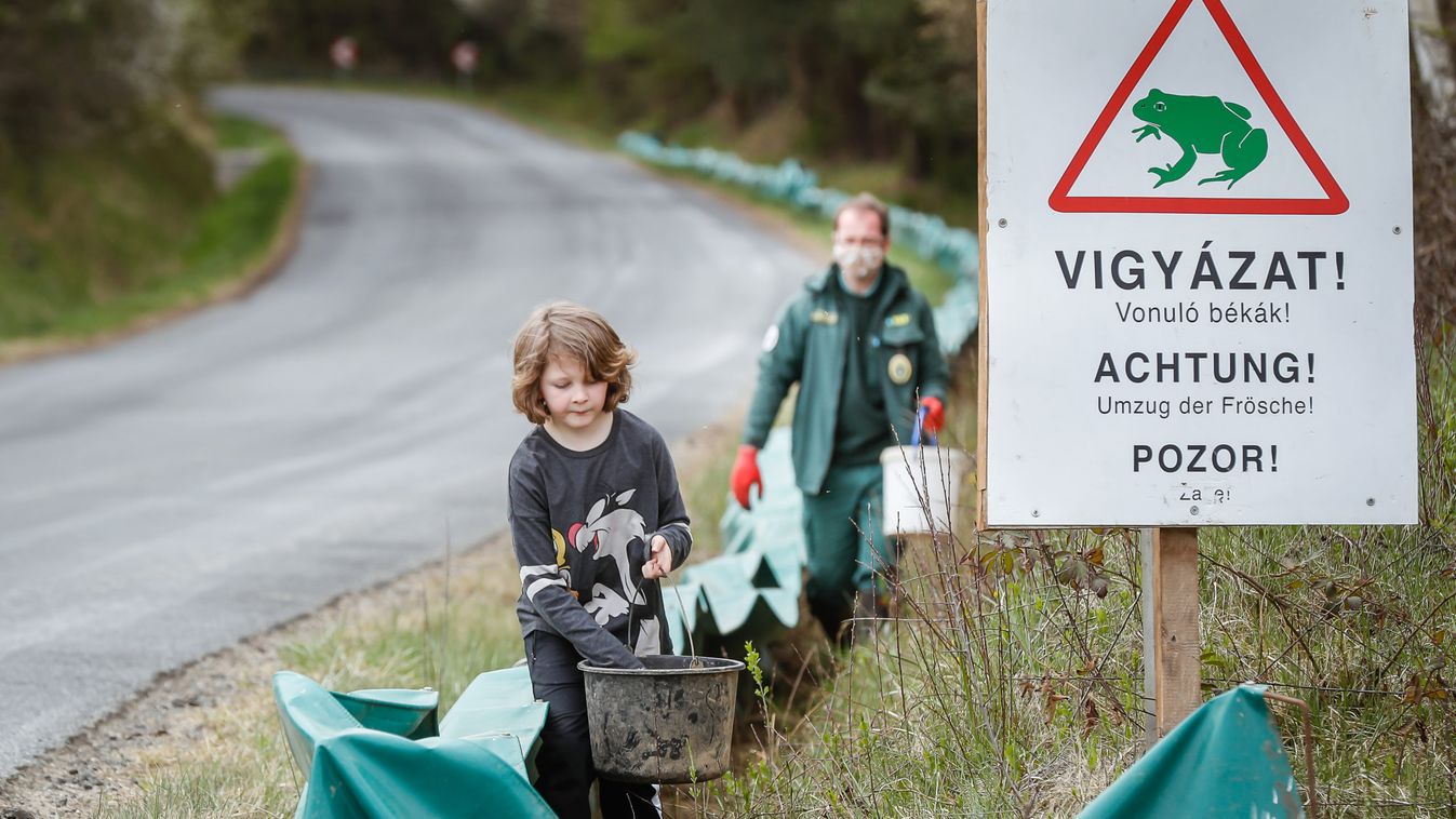 Nem néznek körül – Idén is több száz békát mentettek meg Szentgotthárd környékén
