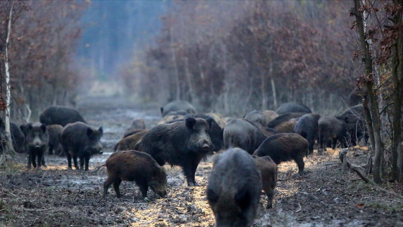 Mutatjuk, hol kell állományszabályozó vadászatokra számítani a megyében