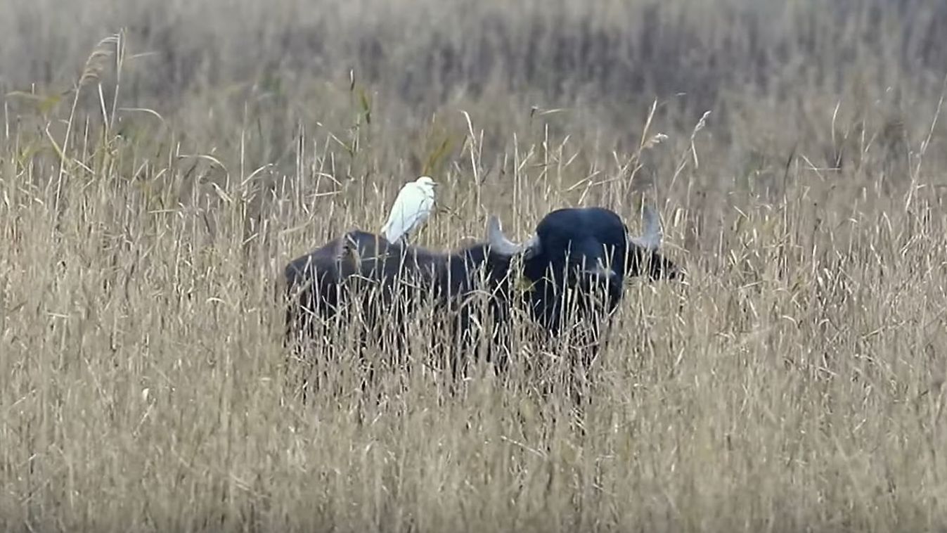 Afrikai madár telepedett le a Kiskunságon (videó)