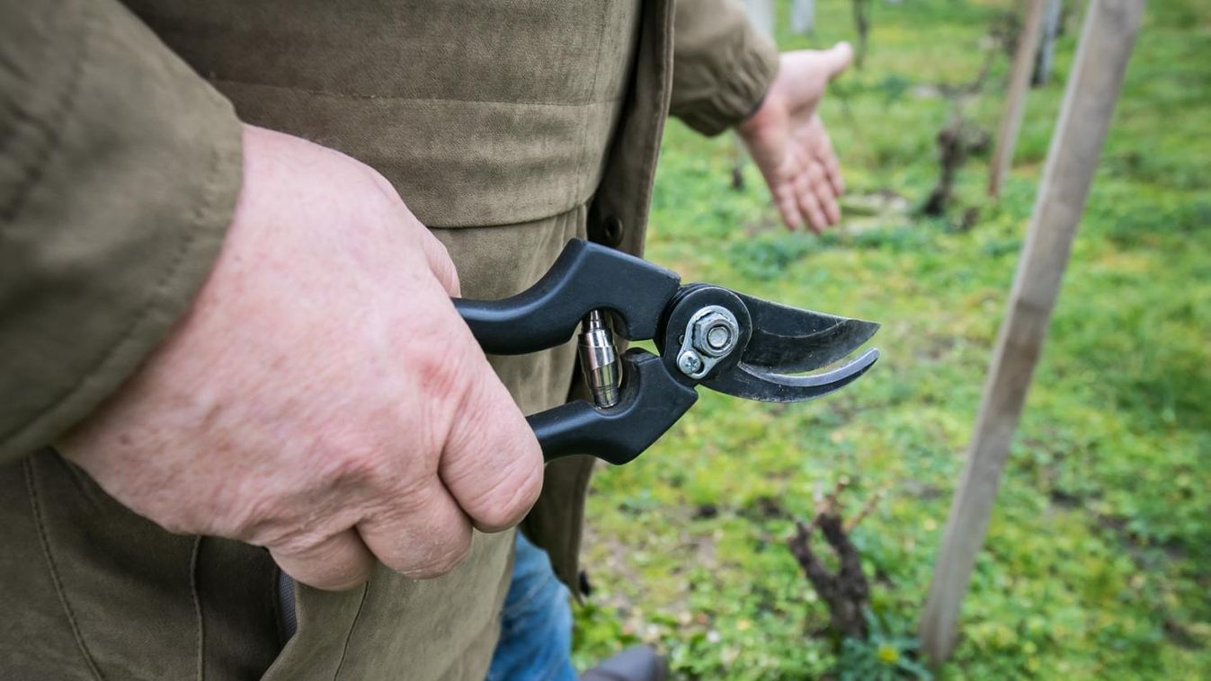 Metszhetik  a rózsákat  a belvárosban