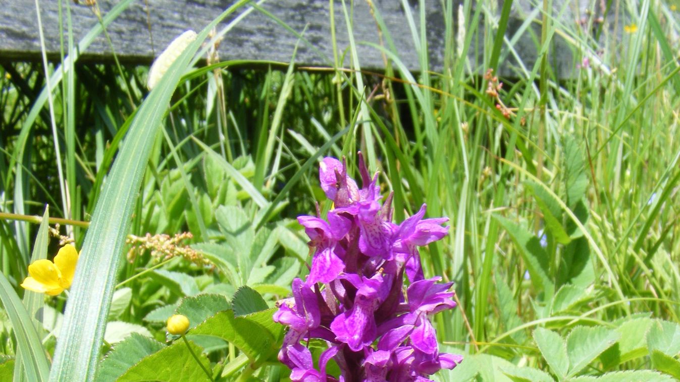 Eljött az orchideák ideje