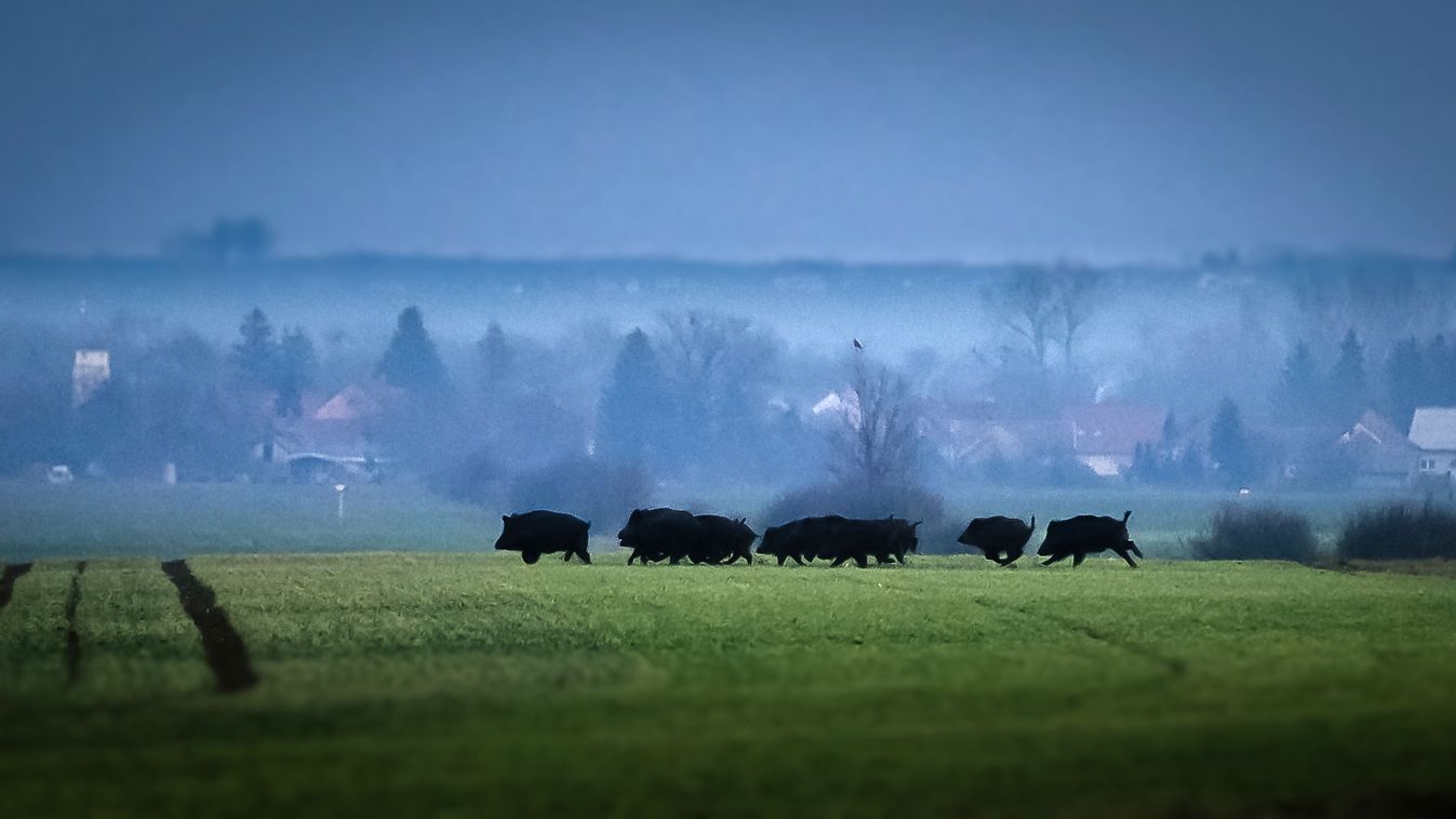 Felelős magatartással Vas megyében megúszhatjuk a sertéspestist