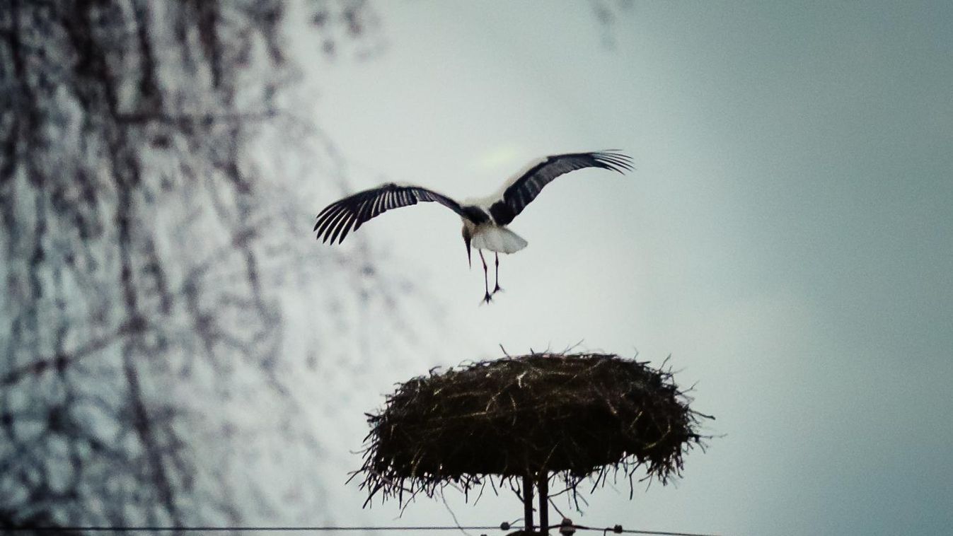 Megérkezett az első vasi gólya