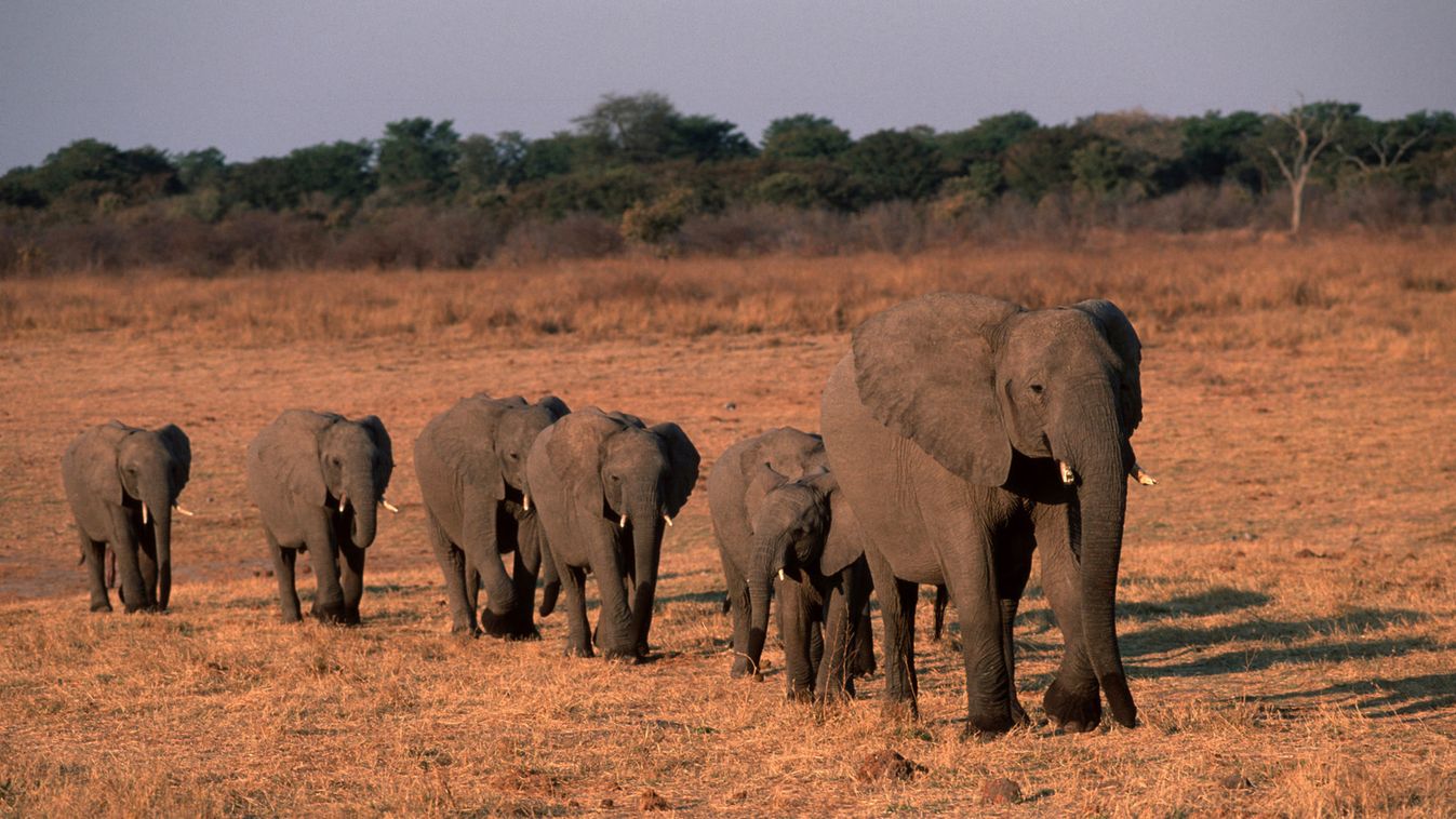 Mérgező növények okozhatták a zimbabwei elefántpusztulást
