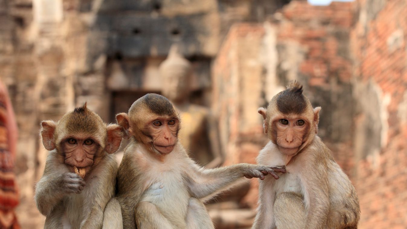 Éhező makákók tartják rettegésben a thaiföldi Lopburi lakóit