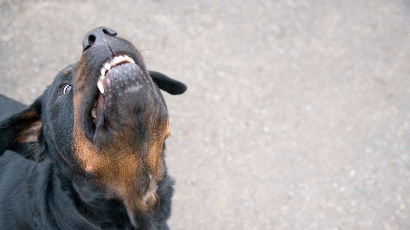 Udvarról kiszökő rottweiler támadt Kőszegen