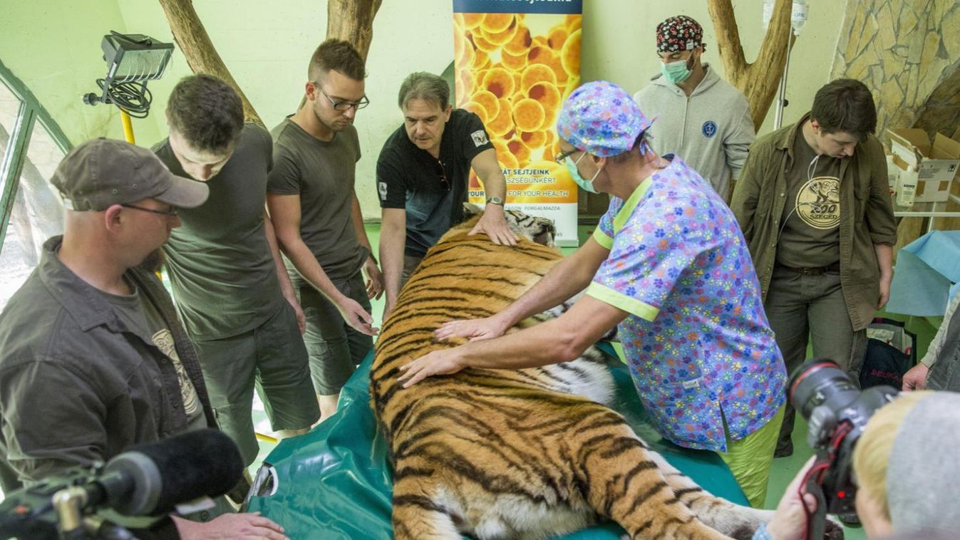 Saját őssejtjeivel gyógyítják a Szegedi Vadaspark tigrisét
