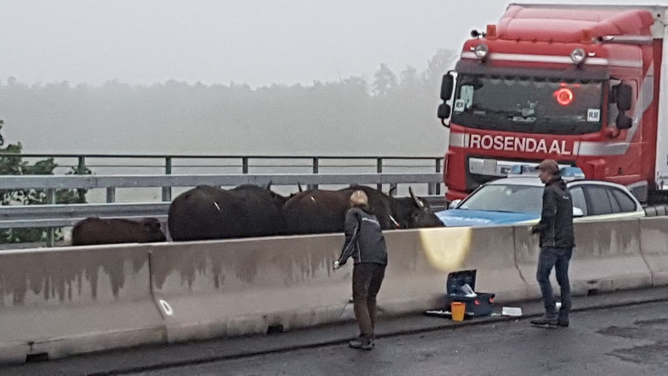 Vízibivalyok szabadultak a német autópályára