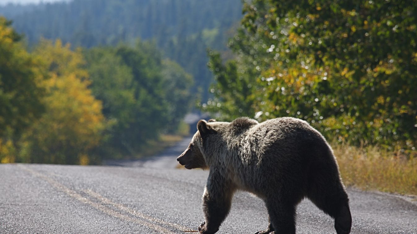 Csapdába csalták és megölték a gyilkos grizzlyt Montana államban