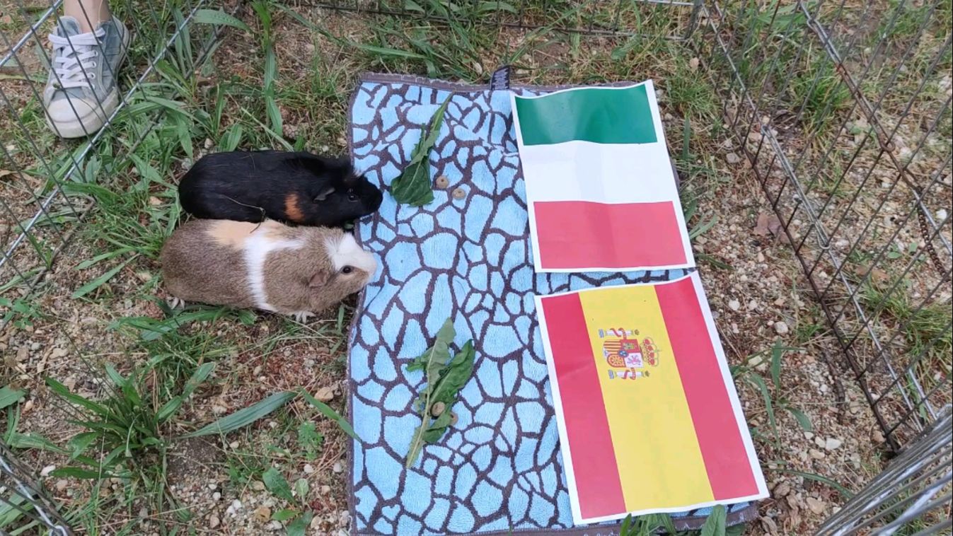 Tétova kis tippelők – Ezúttal tengerimalacokra bíztuk az Eb-latolgatást – videó