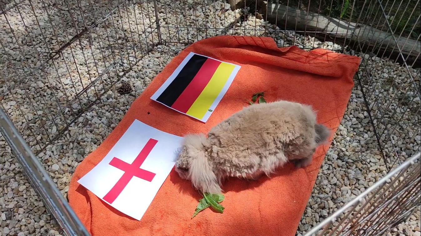 Manó gondolkodott, morfondírozott, gondosan mérlegelt, aztán döntött