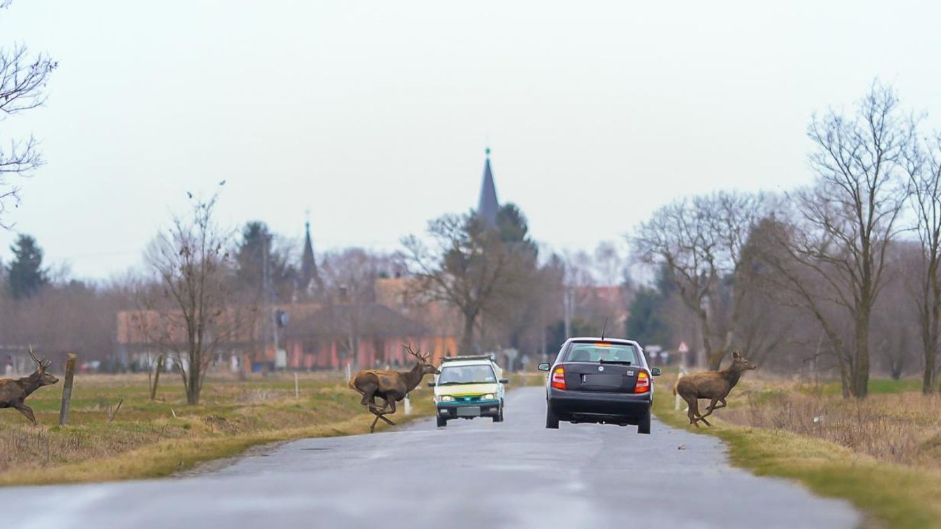 Kezdődik a szarvasok vadászata – Aki a csomagtartójába teszi az elütött vadat, lopást követ el