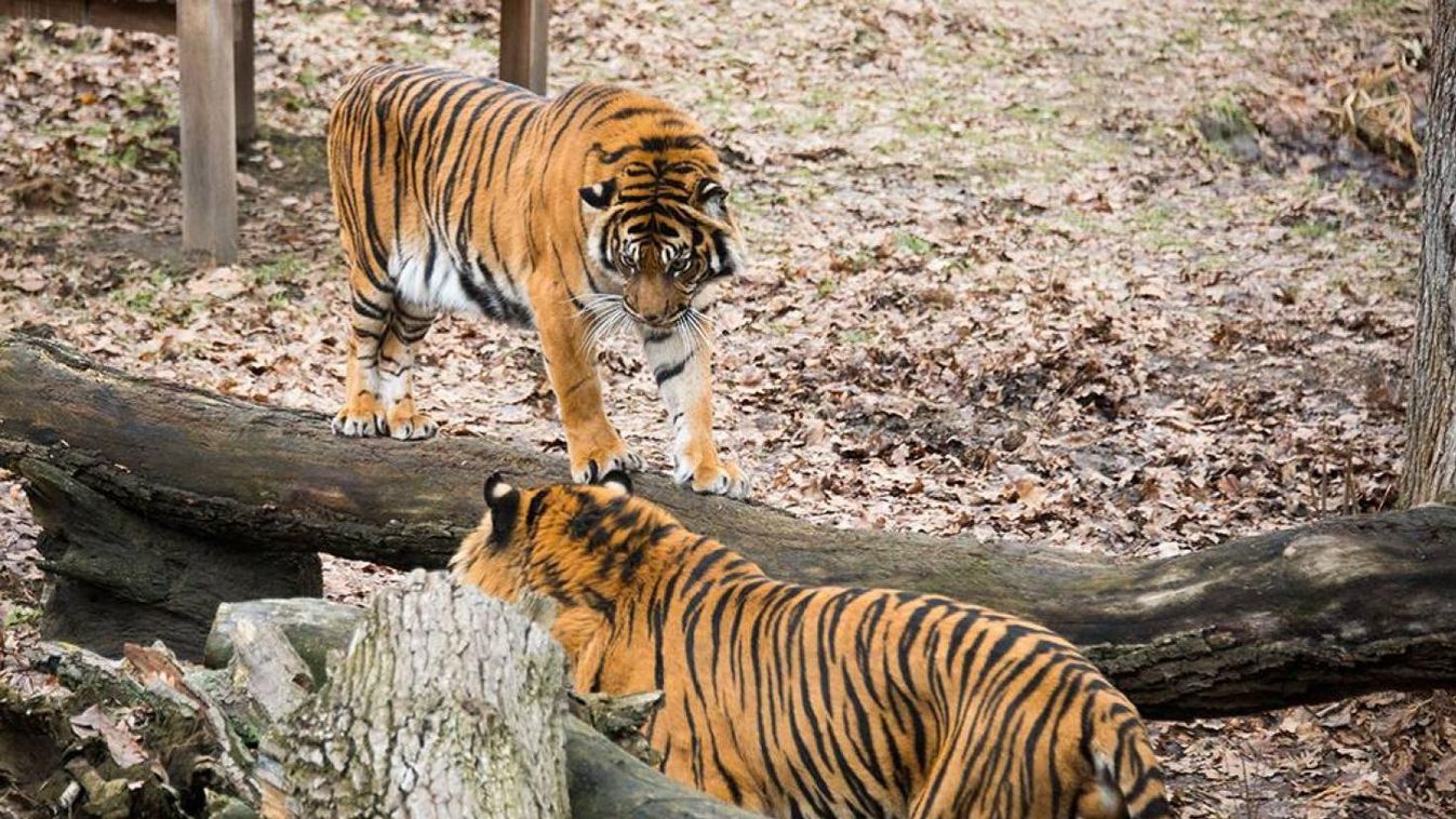 Új feleséget kapott a Nyíregyházi Állatpark szumátrai tigrise