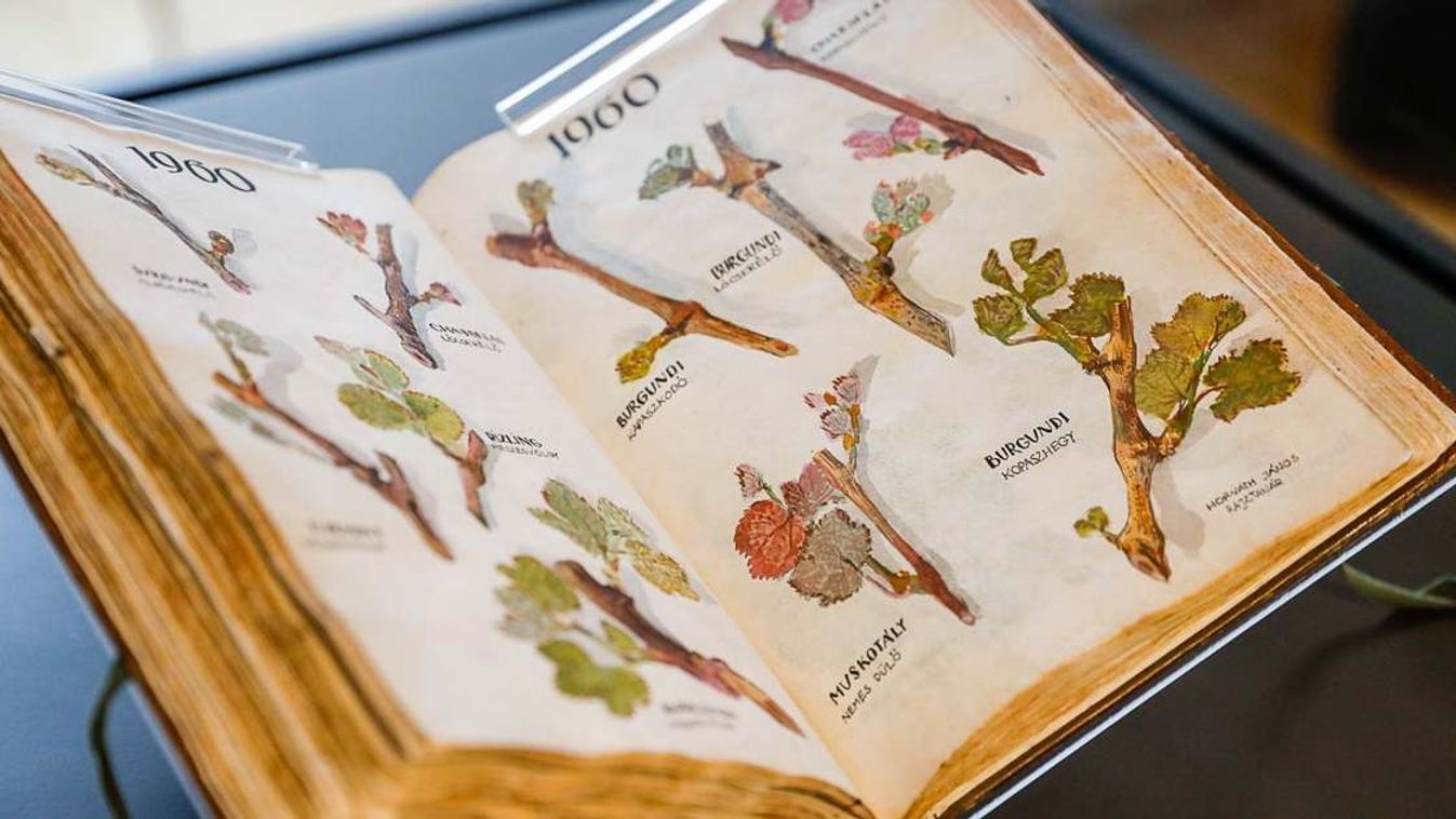 Roll up kiállításon a szőlős hagyomány