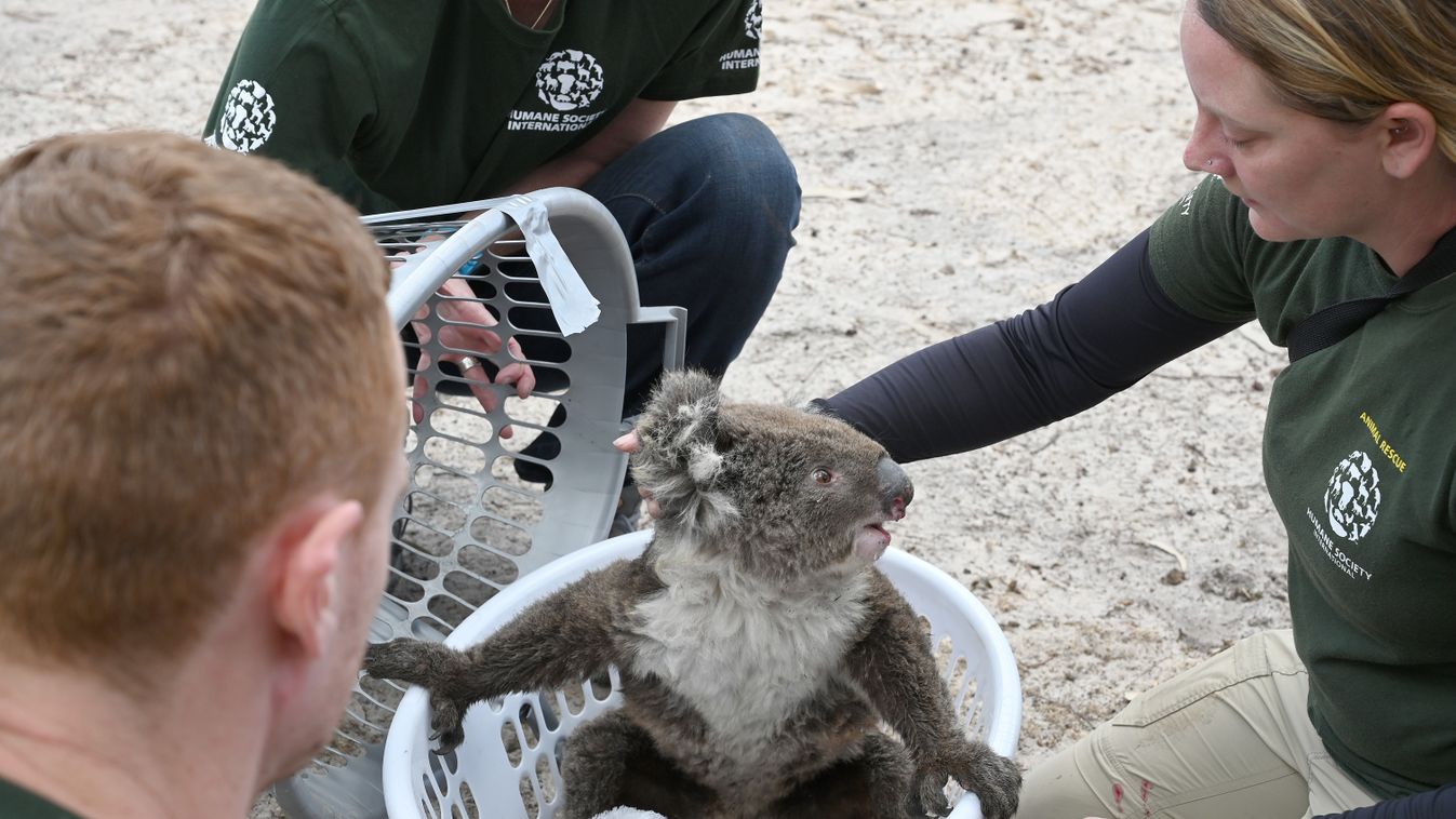 Veszélyeztetik a koalákat a heves esőzések