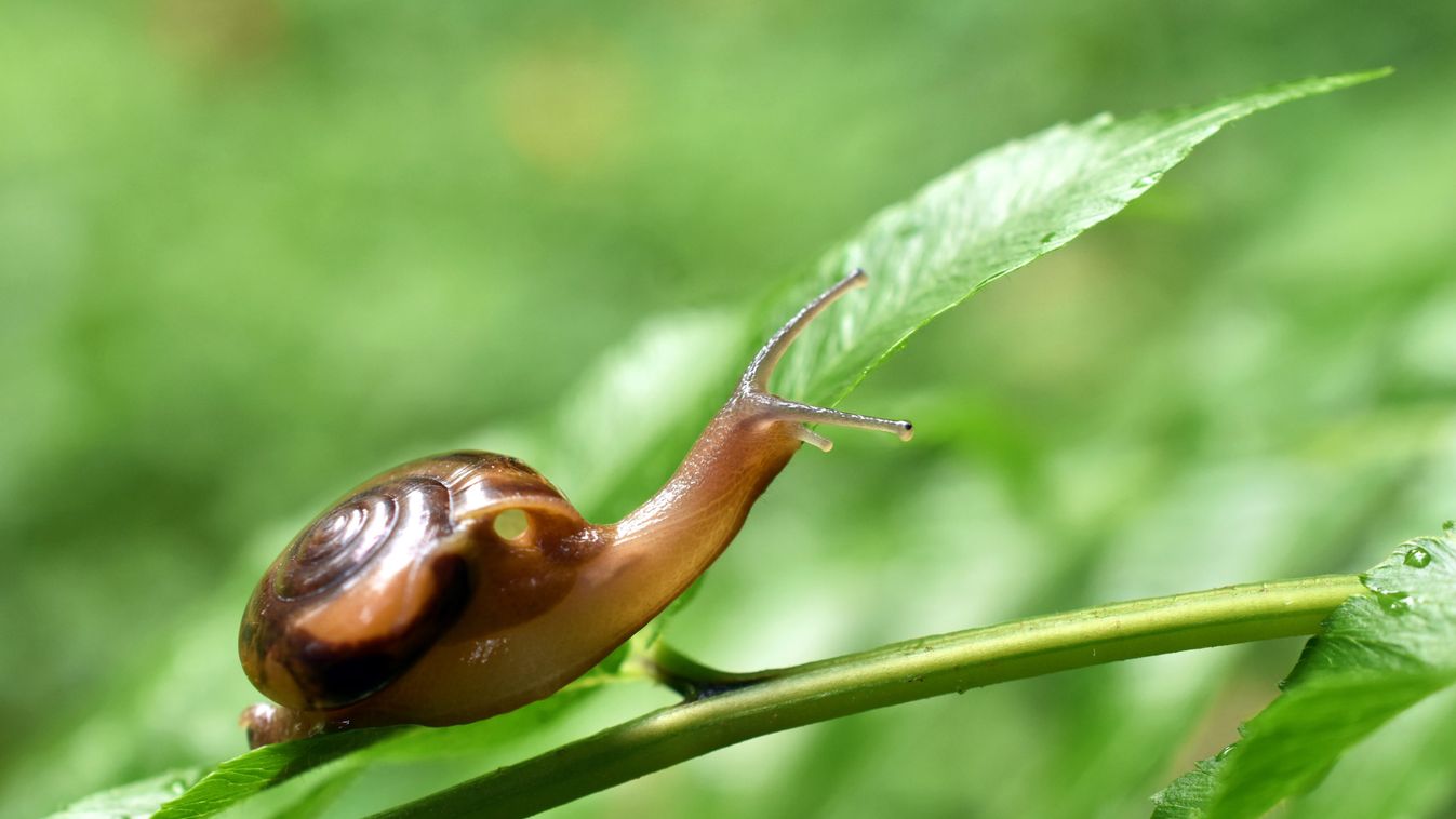Falánk csigafajjal kell szembenéznie Floridának