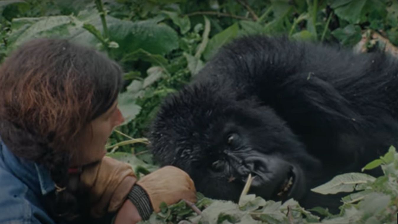 Dian Fossey amerikai etológus 90 éve született