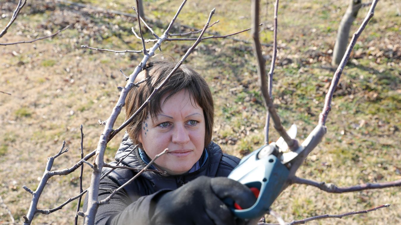 Elő az ásóval és a metszőollóval! – A kora tavaszi gondoskodást meghálálják növényeink
