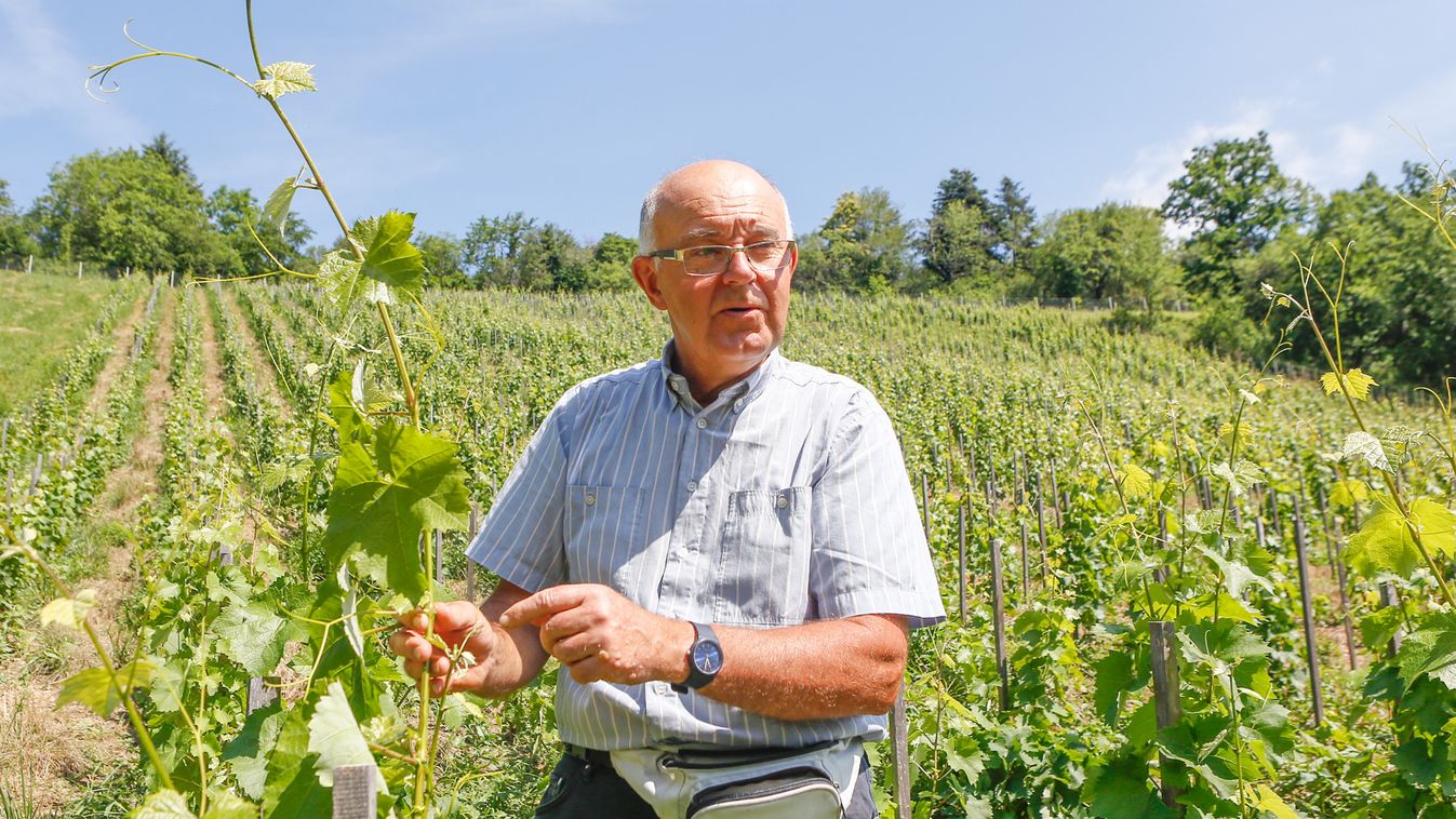 Majdnem Toscana: jónak ígérkezik a szőlőtermés – Szétnéztünk a kőszegi hegyen - fotók