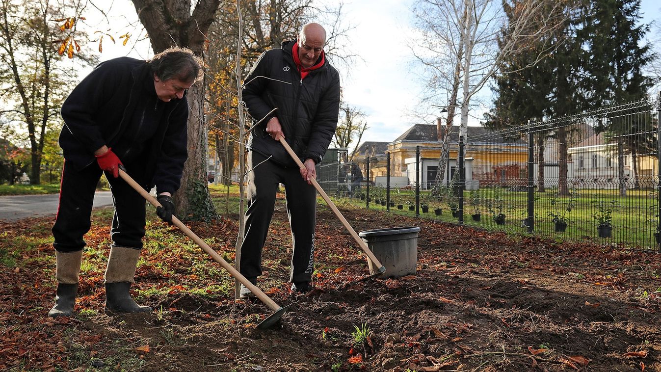 Tíz gingko biloba és száz babérmeggy az élhetőbb Körmendért - fotók