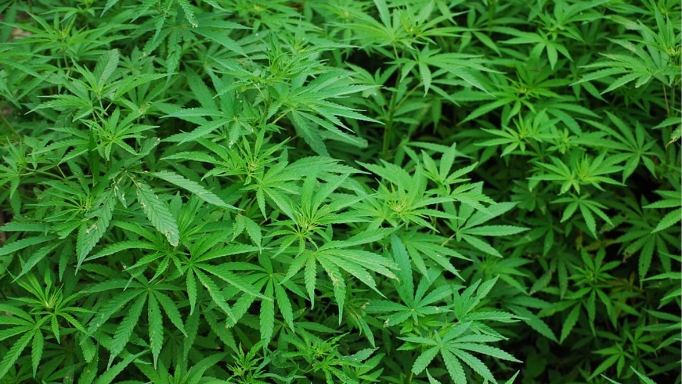 A kertben és a garázsban nőtt a kannabisz a szombathelyi háznál