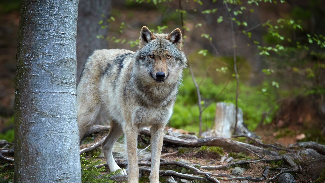 Észak-Vas vármegyén is áthaladt a farkas - Zoológusnál érdeklődtünk