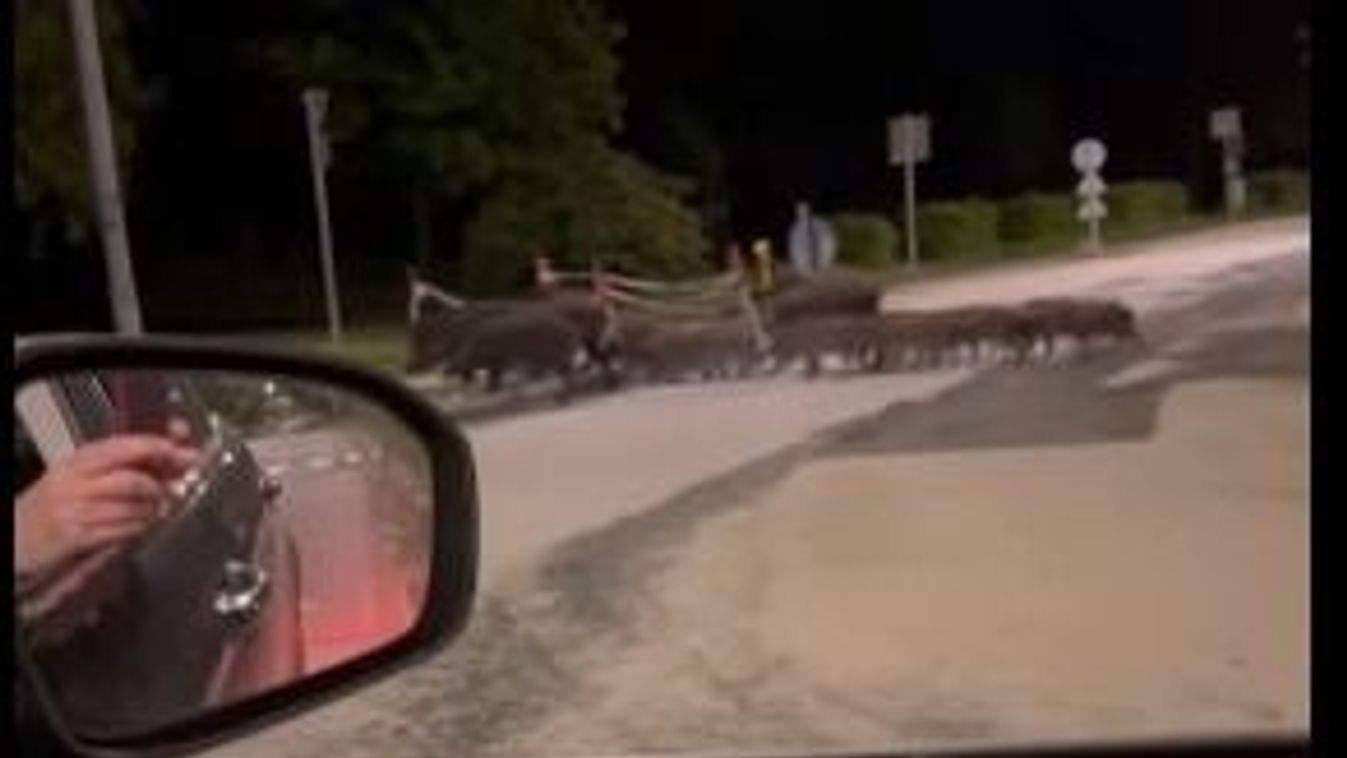 Videó - Így kelt át egy nagyobb vaddisznókonda az egyik szombathelyi útkereszteződésen az este