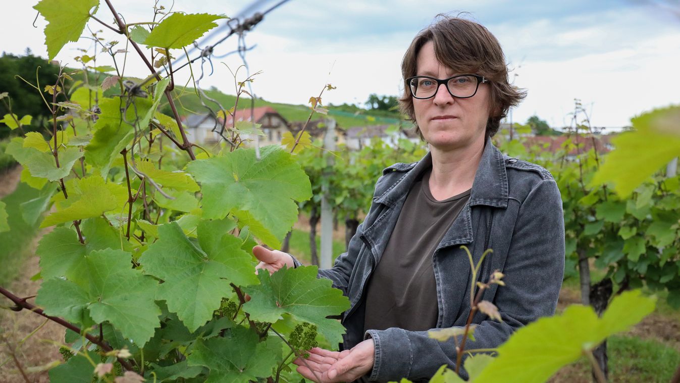Új címkék a palackokon - A sok eső miatt többször kell permetezni a szőlőt