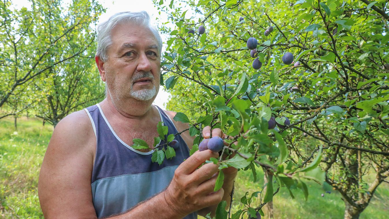 Kevés szilva várható, a szőlő és az alma tekintetében jobbak a kilátások - Felsőcsatári gazdaságban jártunk