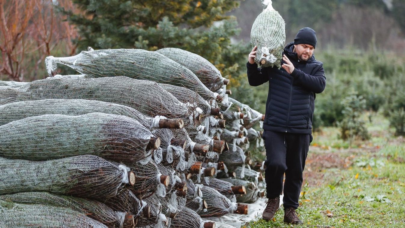 Minimális áremelkedéssel indult a karácsonyfaszezon