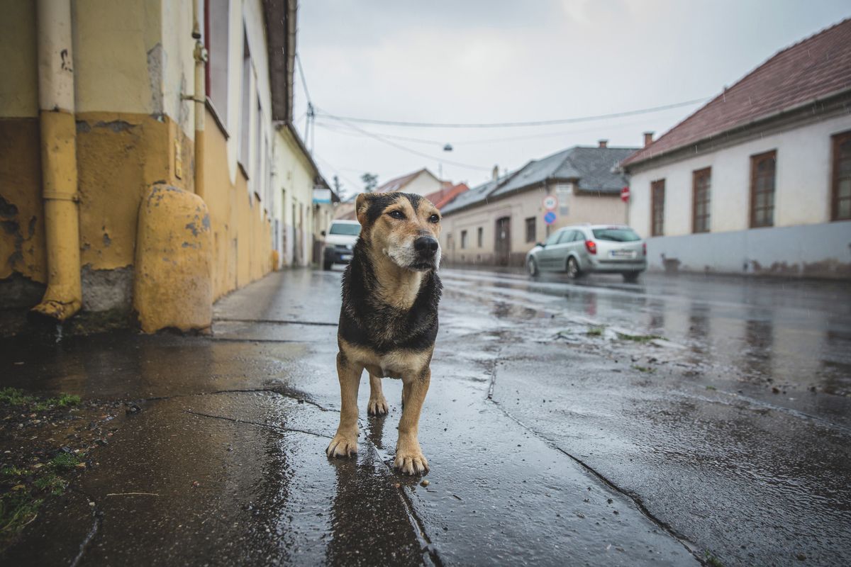 Nem tudni, mi lesz a kóbor állatokkal több vasi településen 