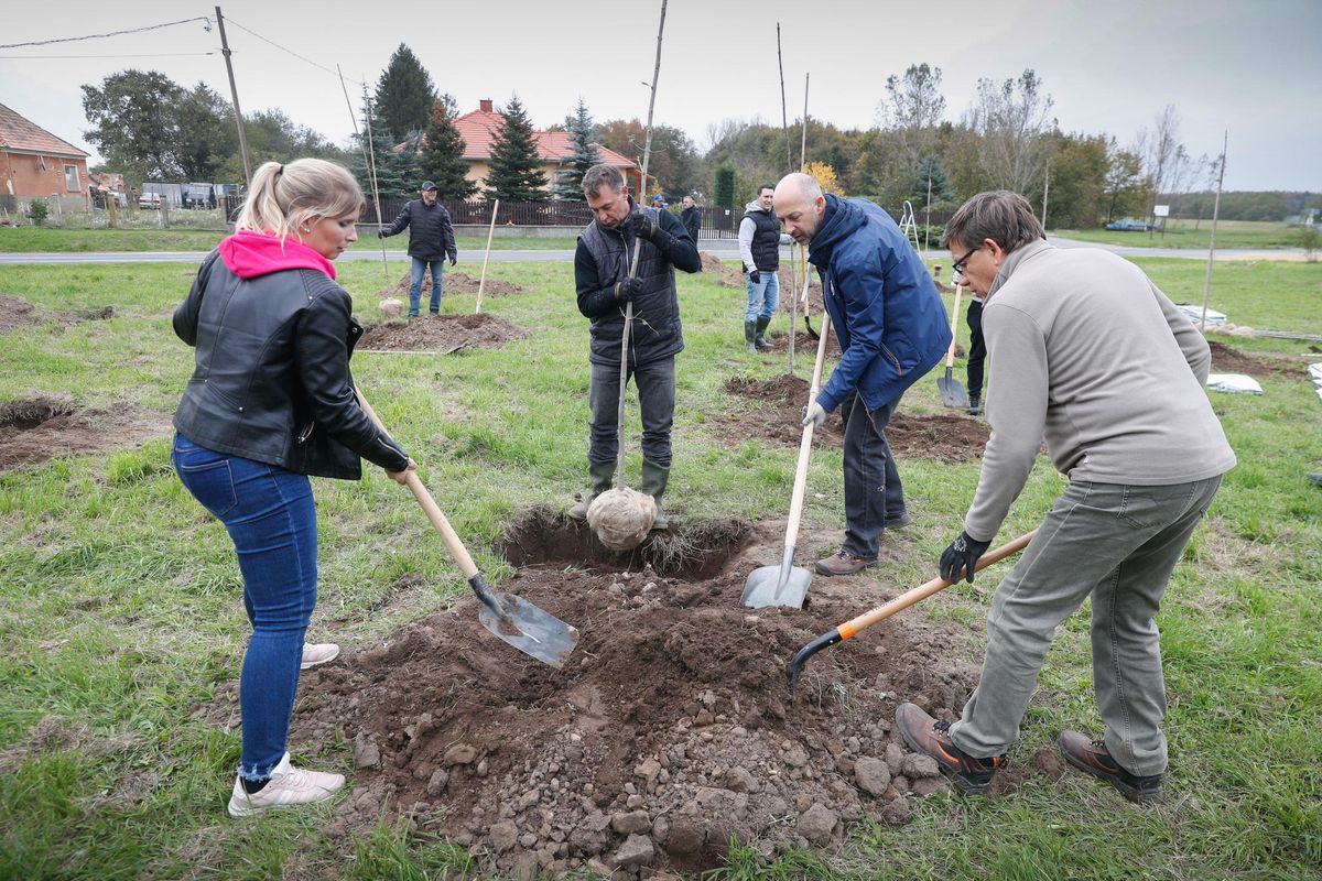 Csöngei tűzeset: Kenyeriben és Csöngén is ültettek a vasi Kormányhivatal munkatársai