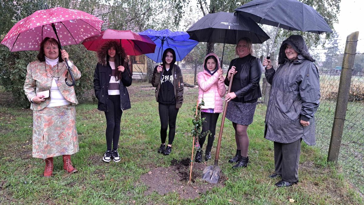 Weöres Sándor és Károlyi Amy házasságkötése évfordulóján galagonya-csemetét ültettek Csöngén, az emlékház udvarán.