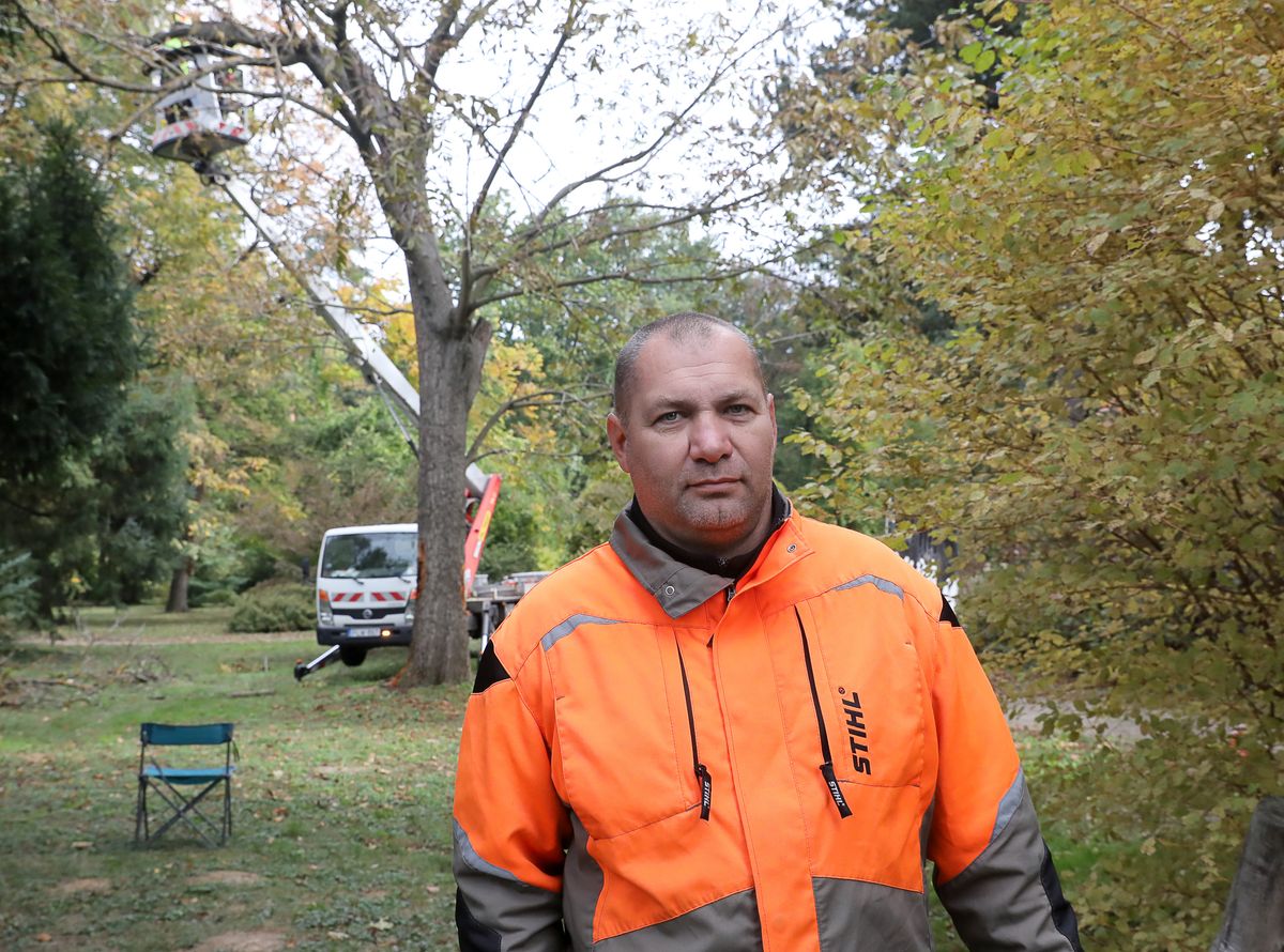 Faápolók a Kámoni Arborétumban