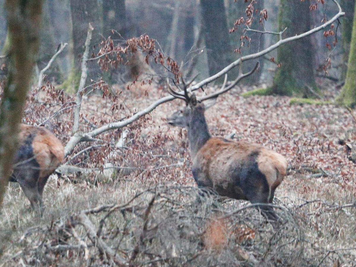 Az őzre is veszélyes lehet a kiskérődzők pestise