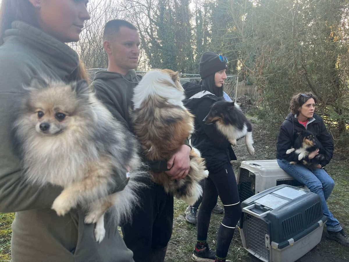 Egy német állampolgárságú állattartóval szemben léptek fel az állatvédők a Somogy vármegyei Nemesviden.