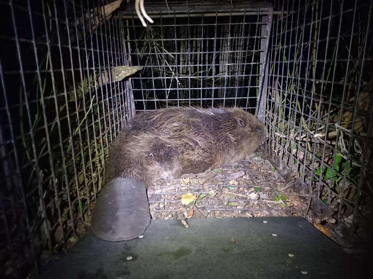 Elszállították Sárvárról a kárt okozó hódokat.