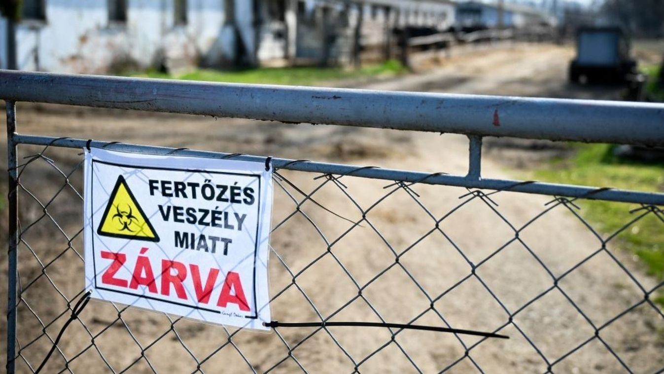 Ragadós száj- és körömfájás: mennyiben befolyásolja a hús árát a járvány?