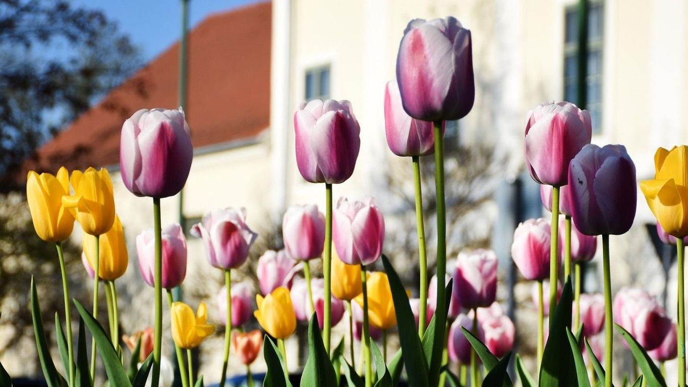 Gyermekprogramok, koncertek, motoros felvonulás - itt a Tulipán Fesztivál programja